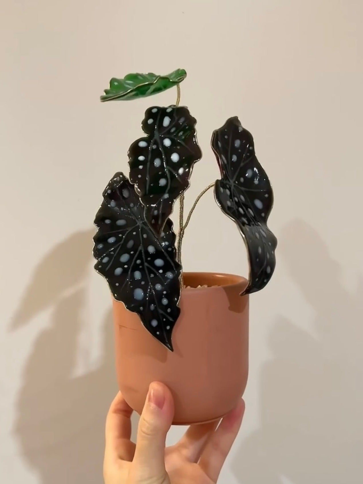 Preorder| Polka Dot Begonia Houseplant Set