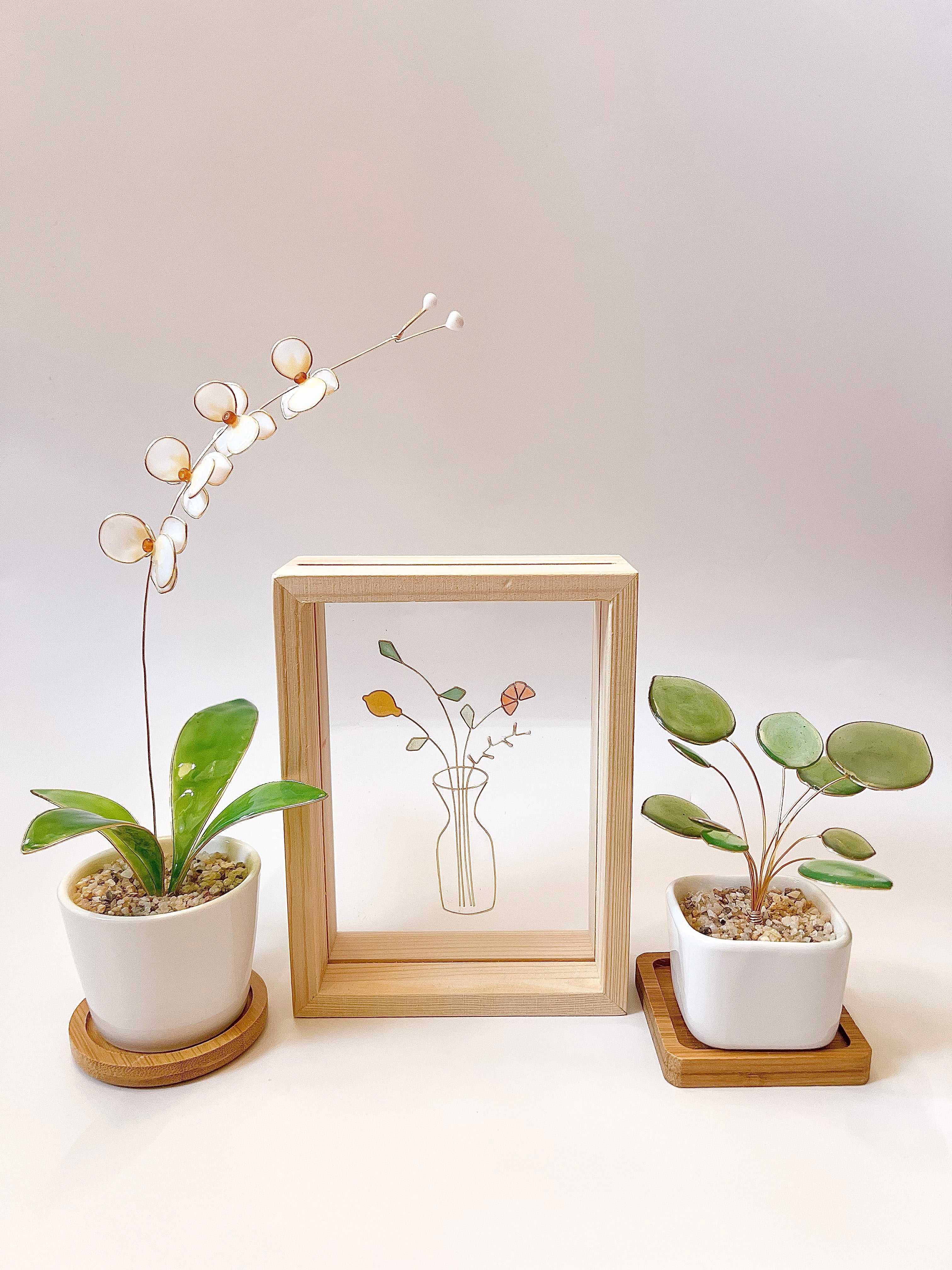 Preorder| Orchid Houseplant Sets