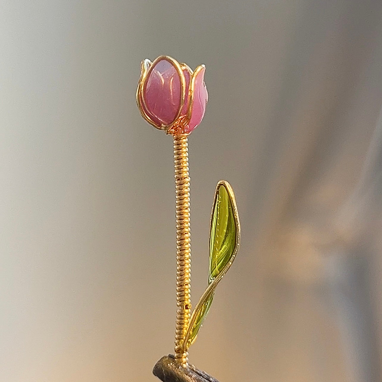 Tulip Blooms