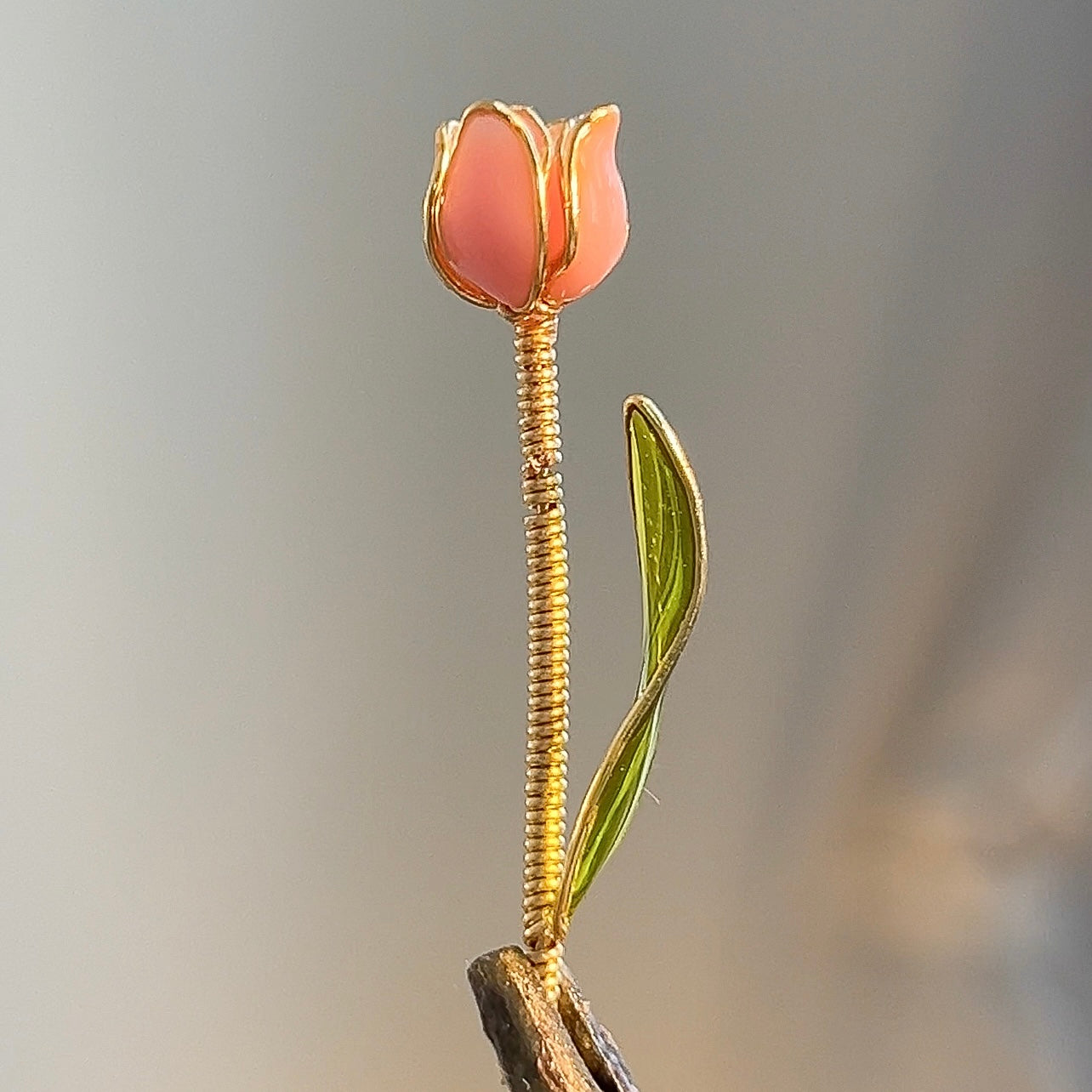 Tulip Blooms