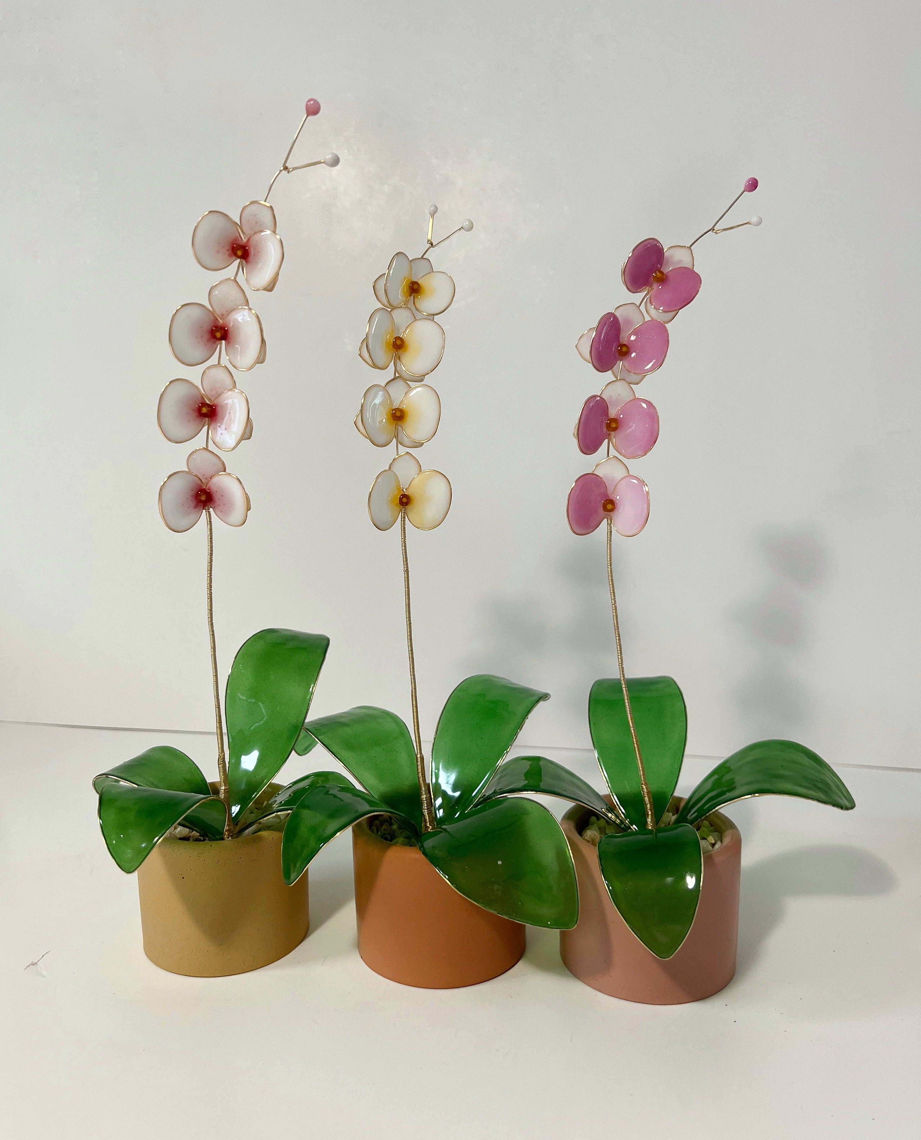 Preorder| Orchid Houseplant Sets