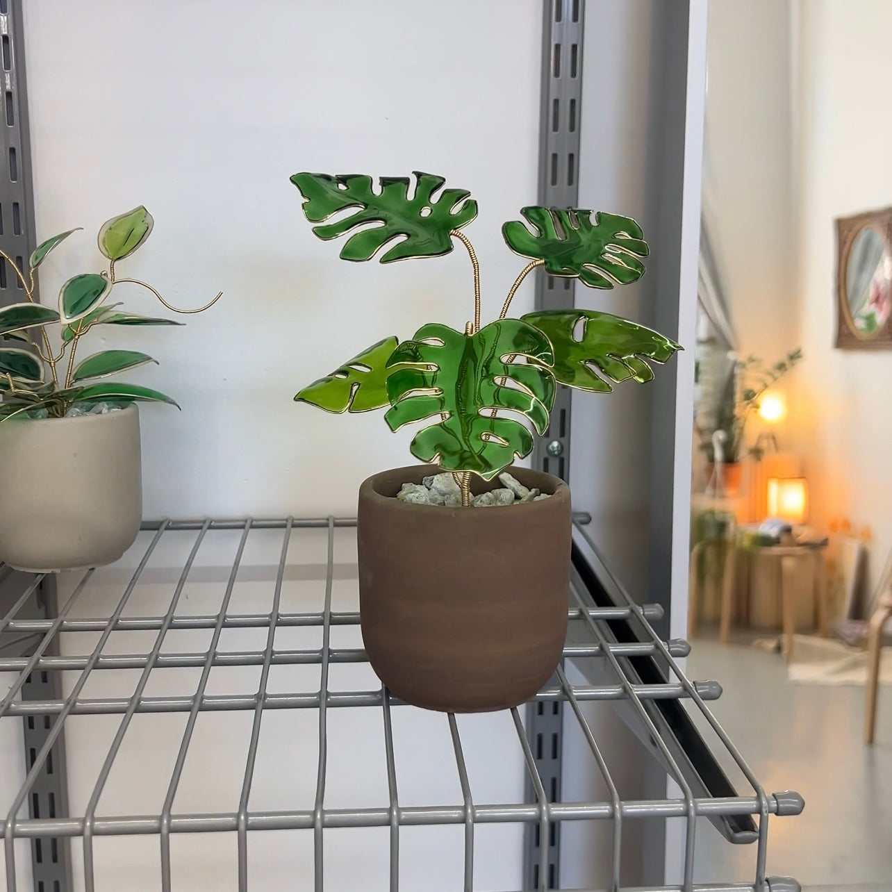 Monstera Houseplant Set