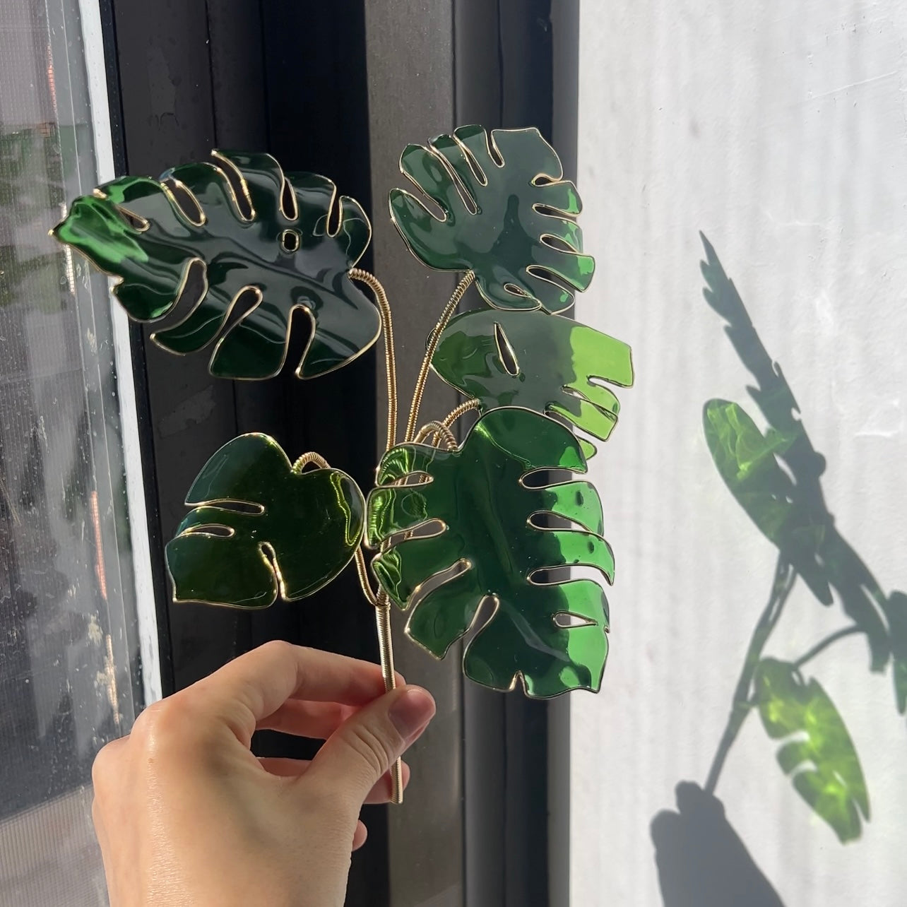 monstera talent Monstera Houseplant Set