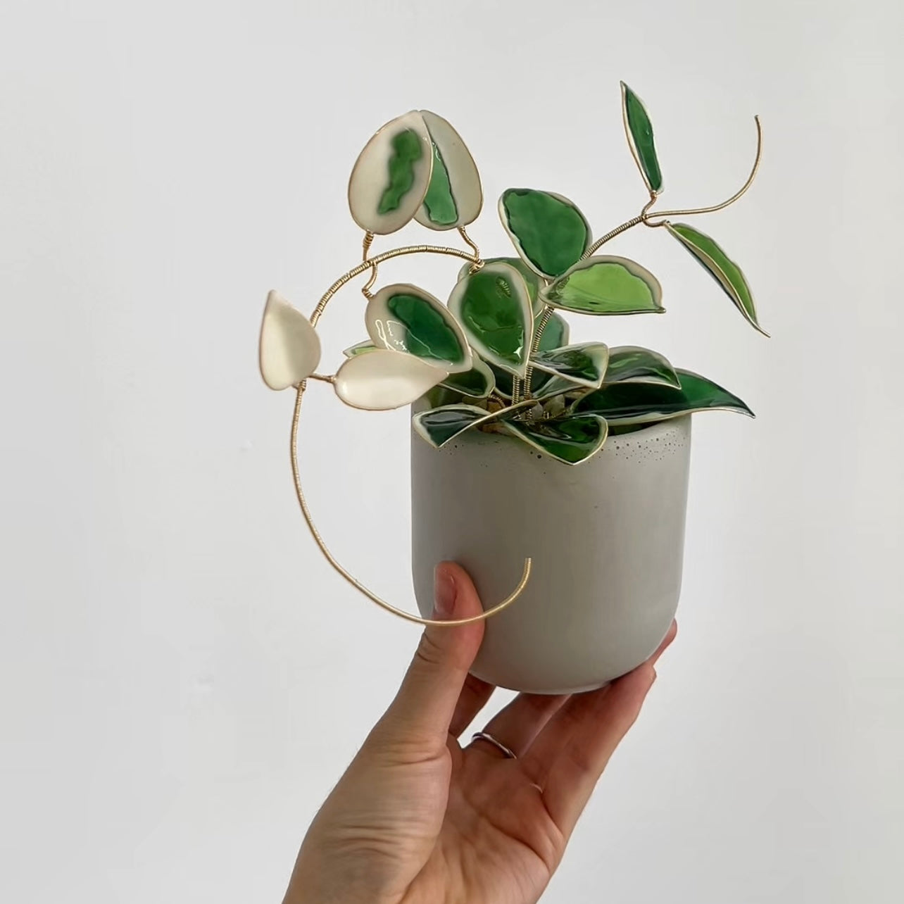 Preorder | Hoya Krimson Queen Houseplant Set (uv reactive)