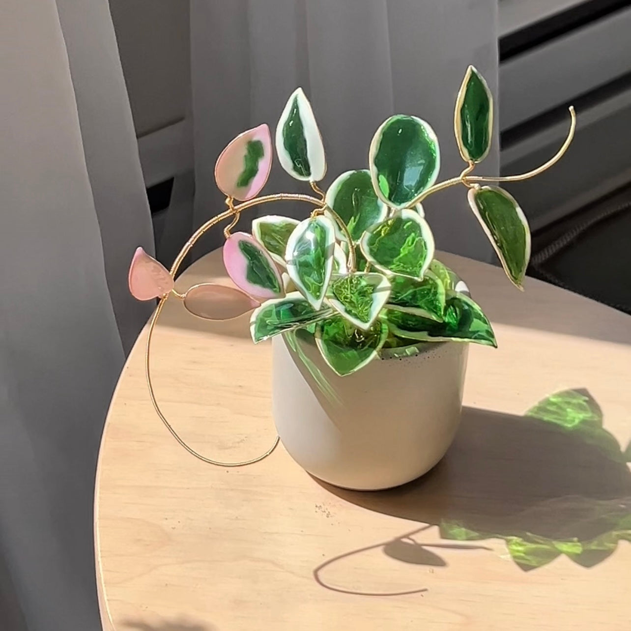 Preorder | Hoya Krimson Queen Houseplant Set (uv reactive)