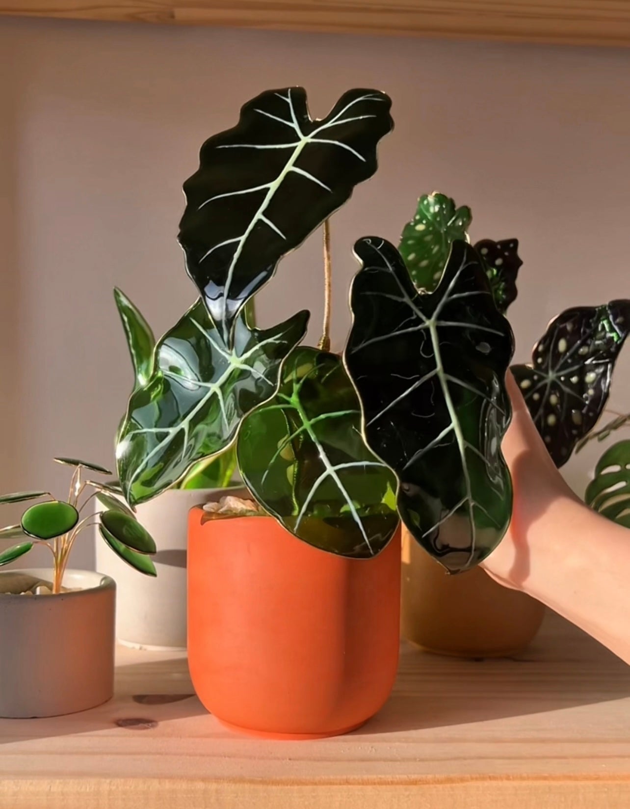 Preorder |Alocasia Frydek Houseplant Set