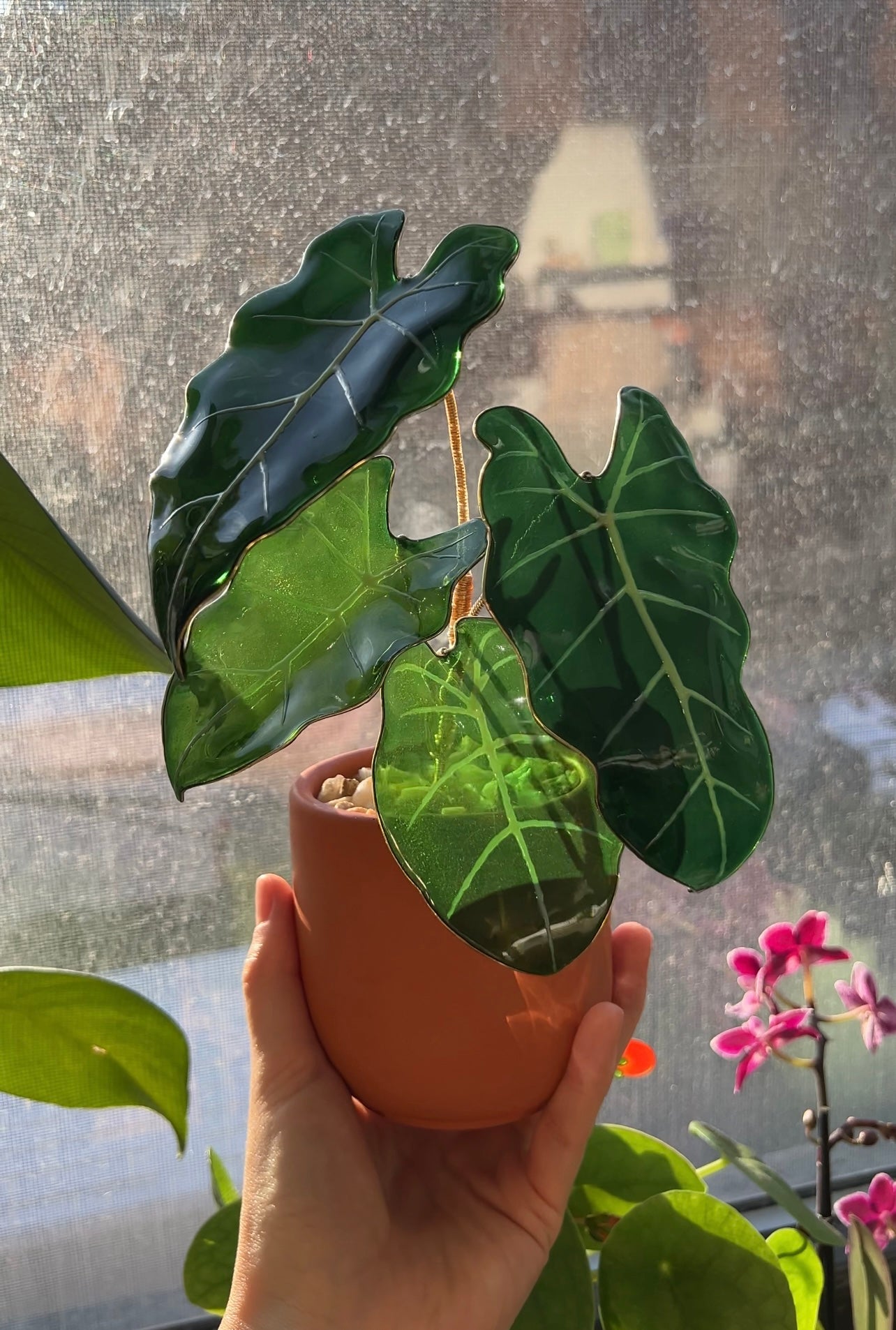 Preorder |Alocasia Frydek Houseplant Set