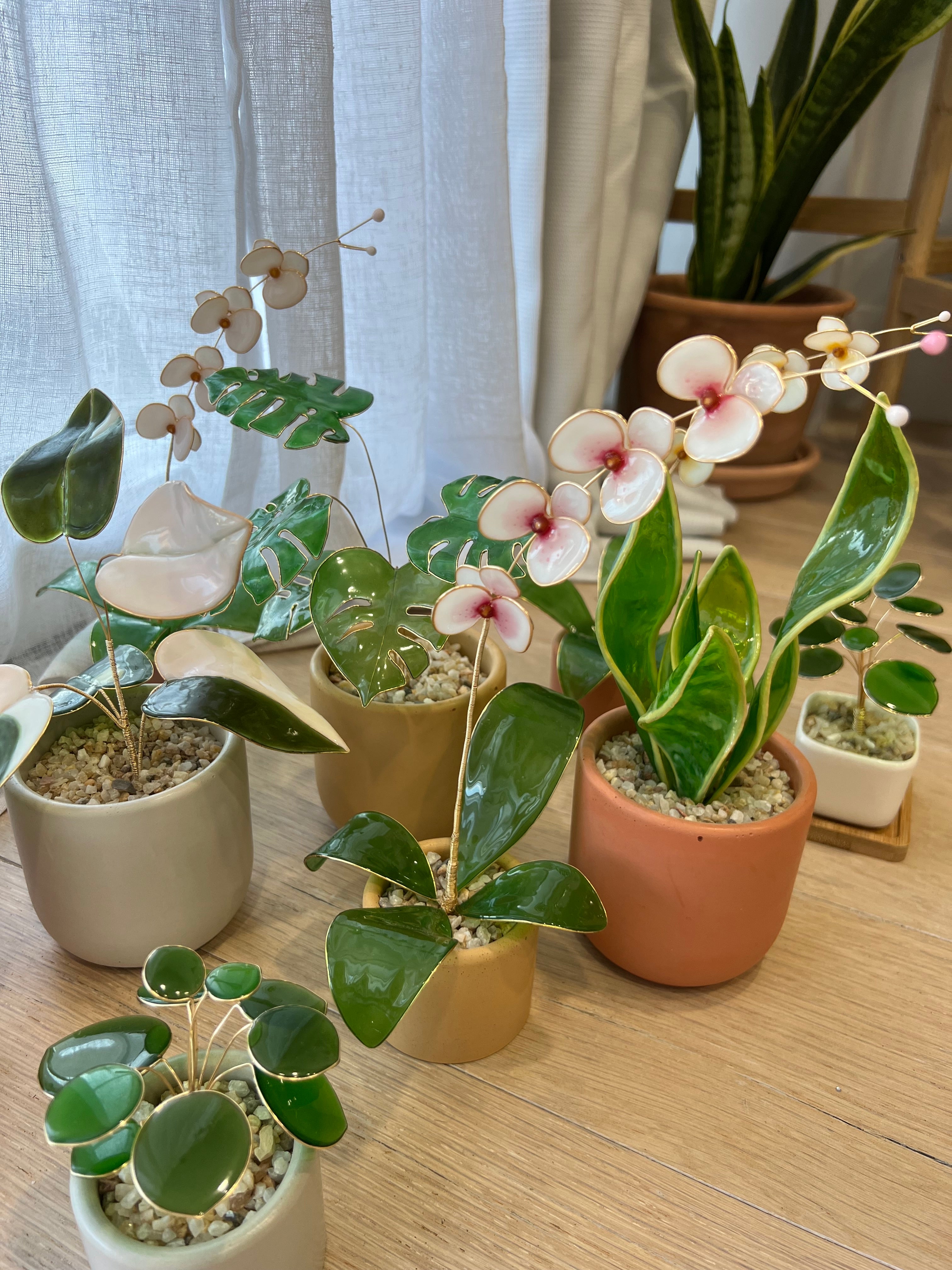 Preorder| Pink Princess Philodendron Houseplant Set (uv reactive)