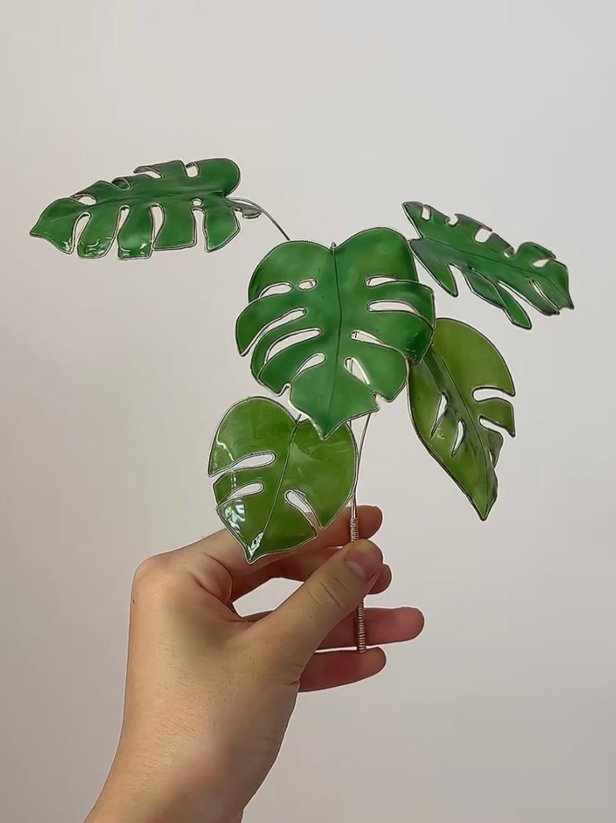 monstera talent birmingham al Monstera Houseplant Set
