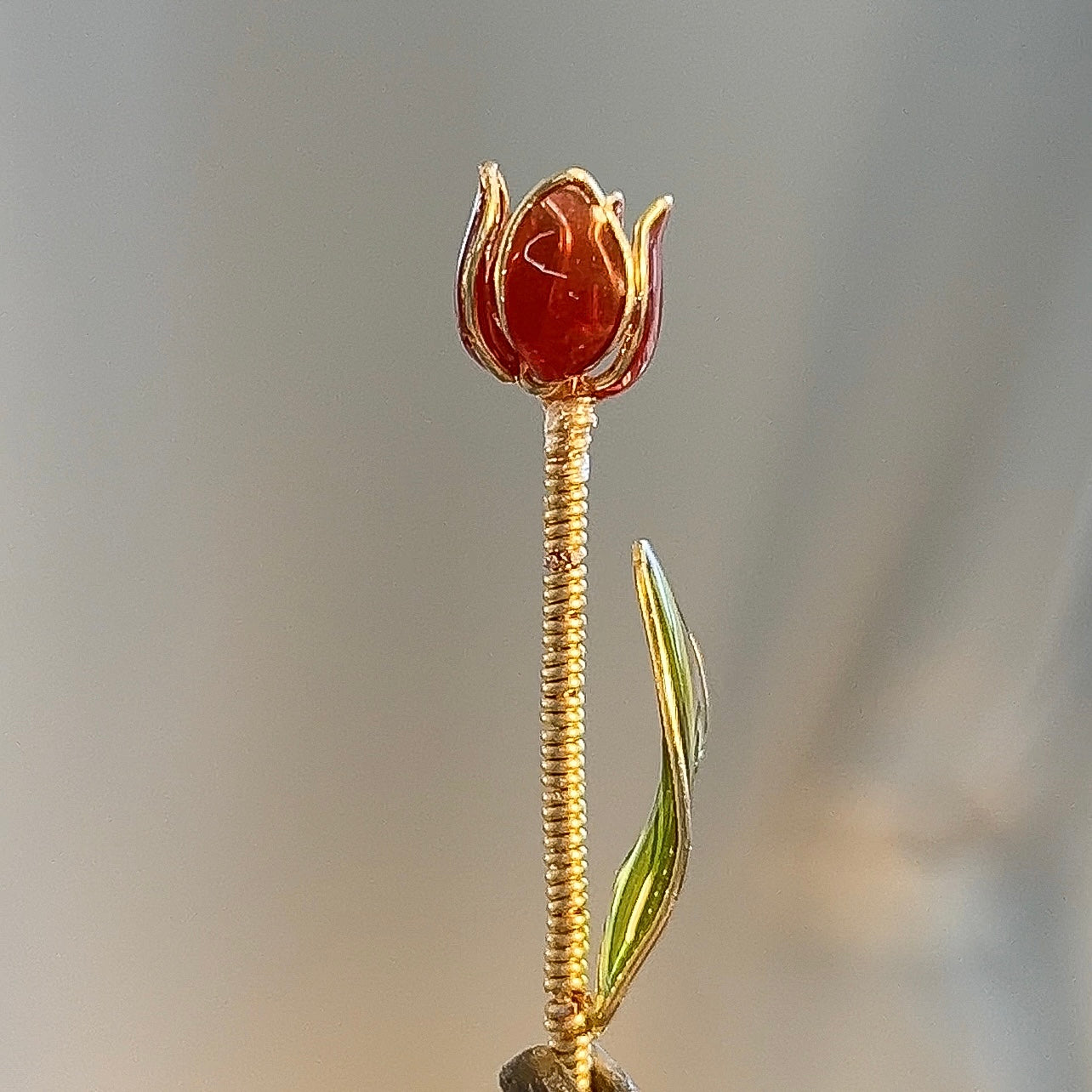 Tulip Blooms