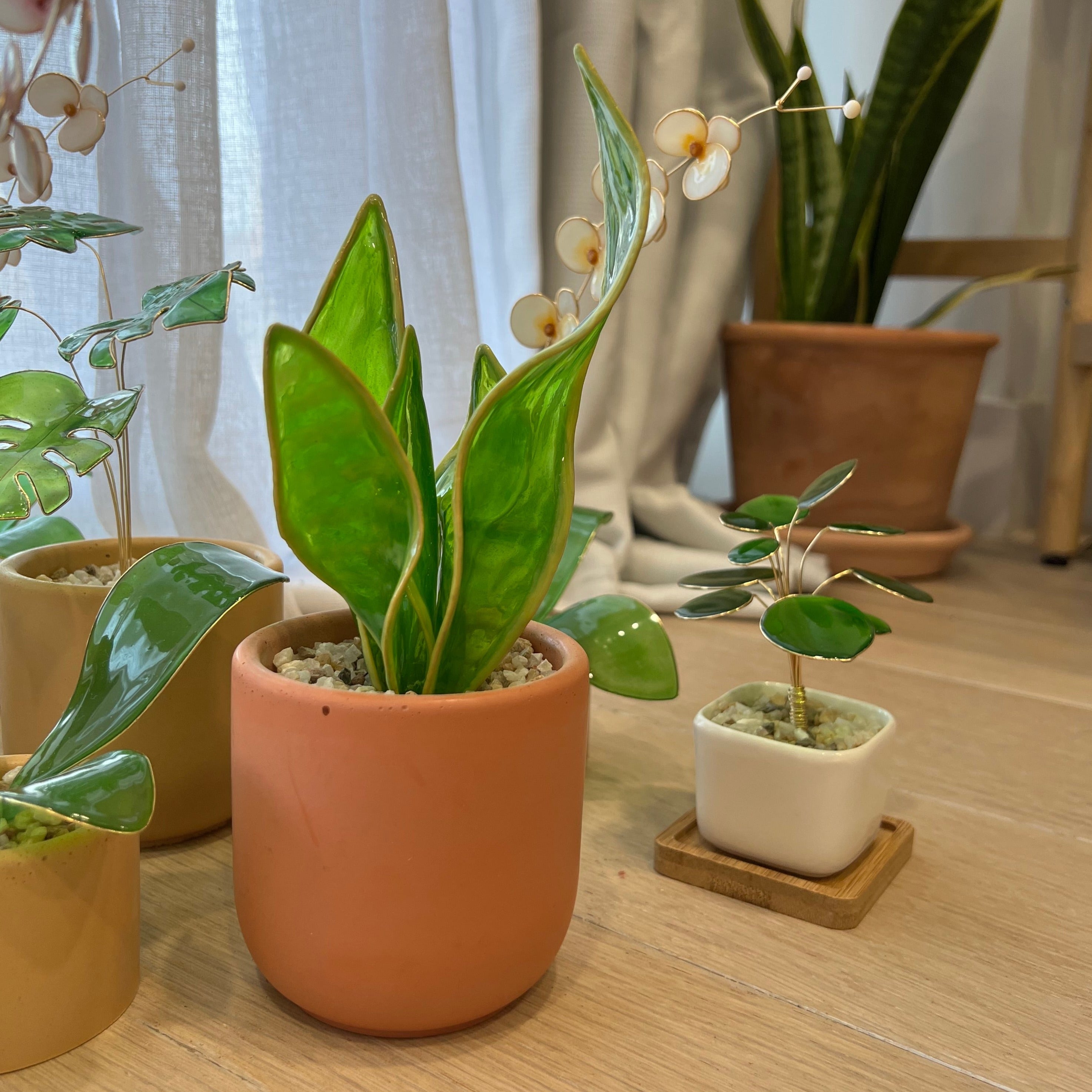 PREVIEW | Preorder| Snake Plant Houseplant Set