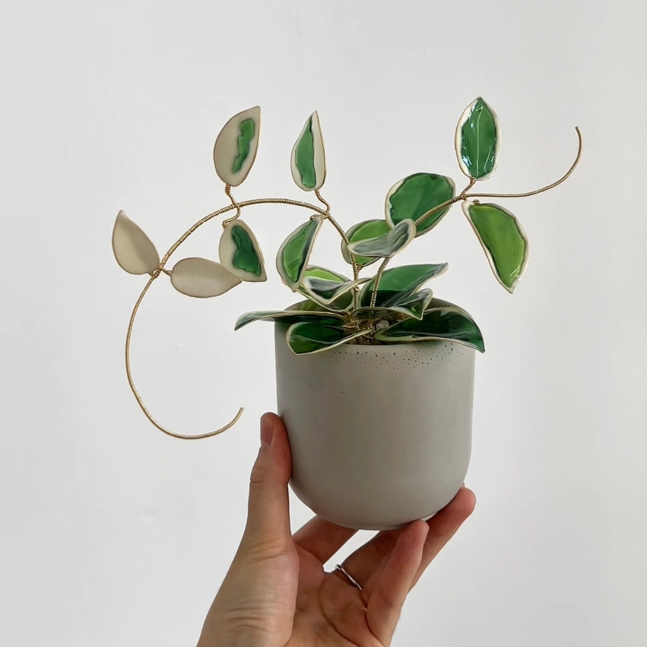 Preorder | Hoya Krimson Queen Houseplant Set (uv reactive)