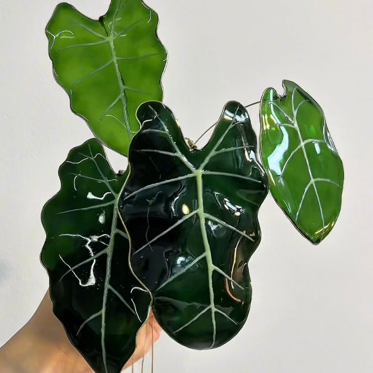 Preorder |Alocasia Frydek Houseplant Set