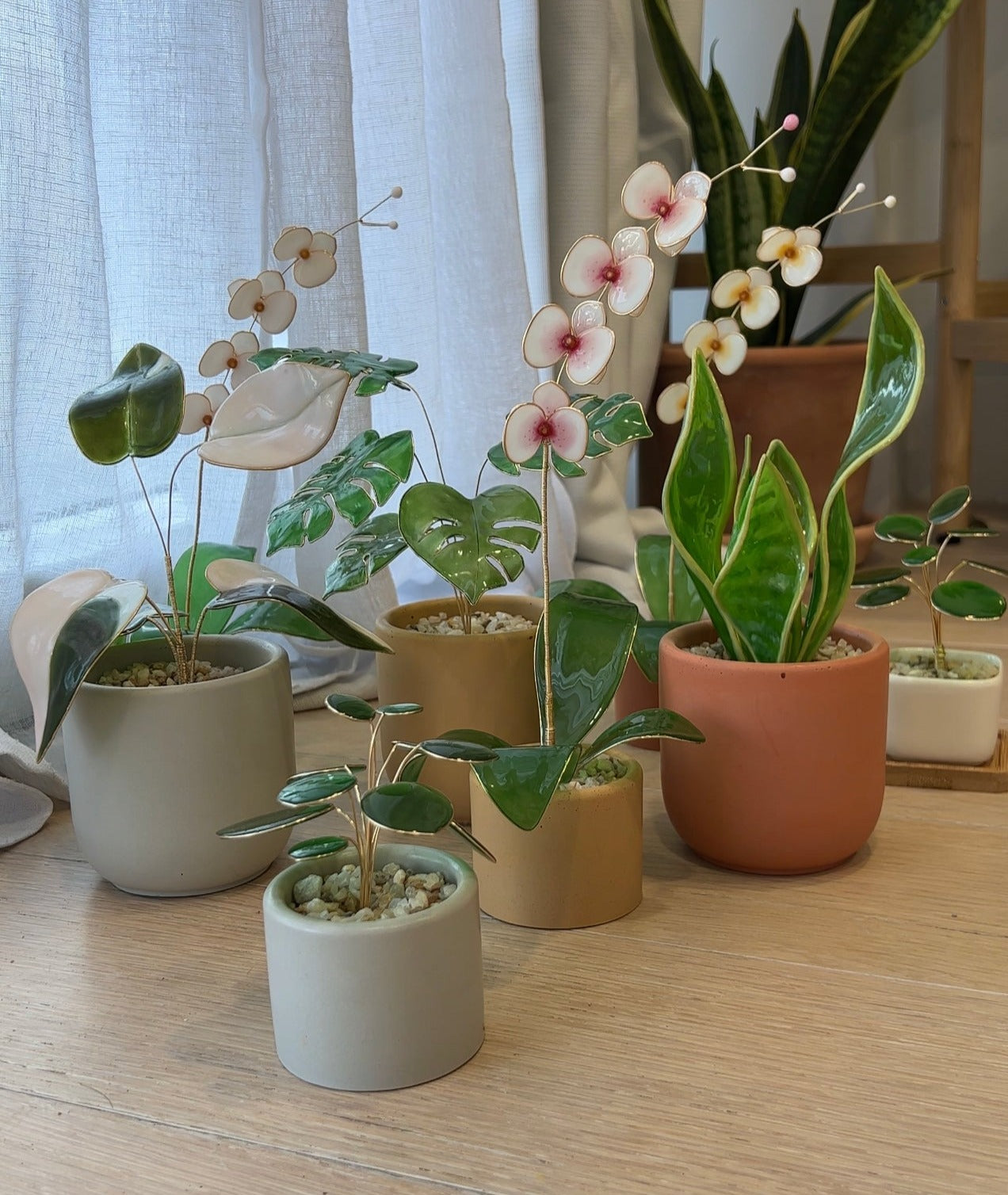 PREVIEW | Preorder| Snake Plant Houseplant Set