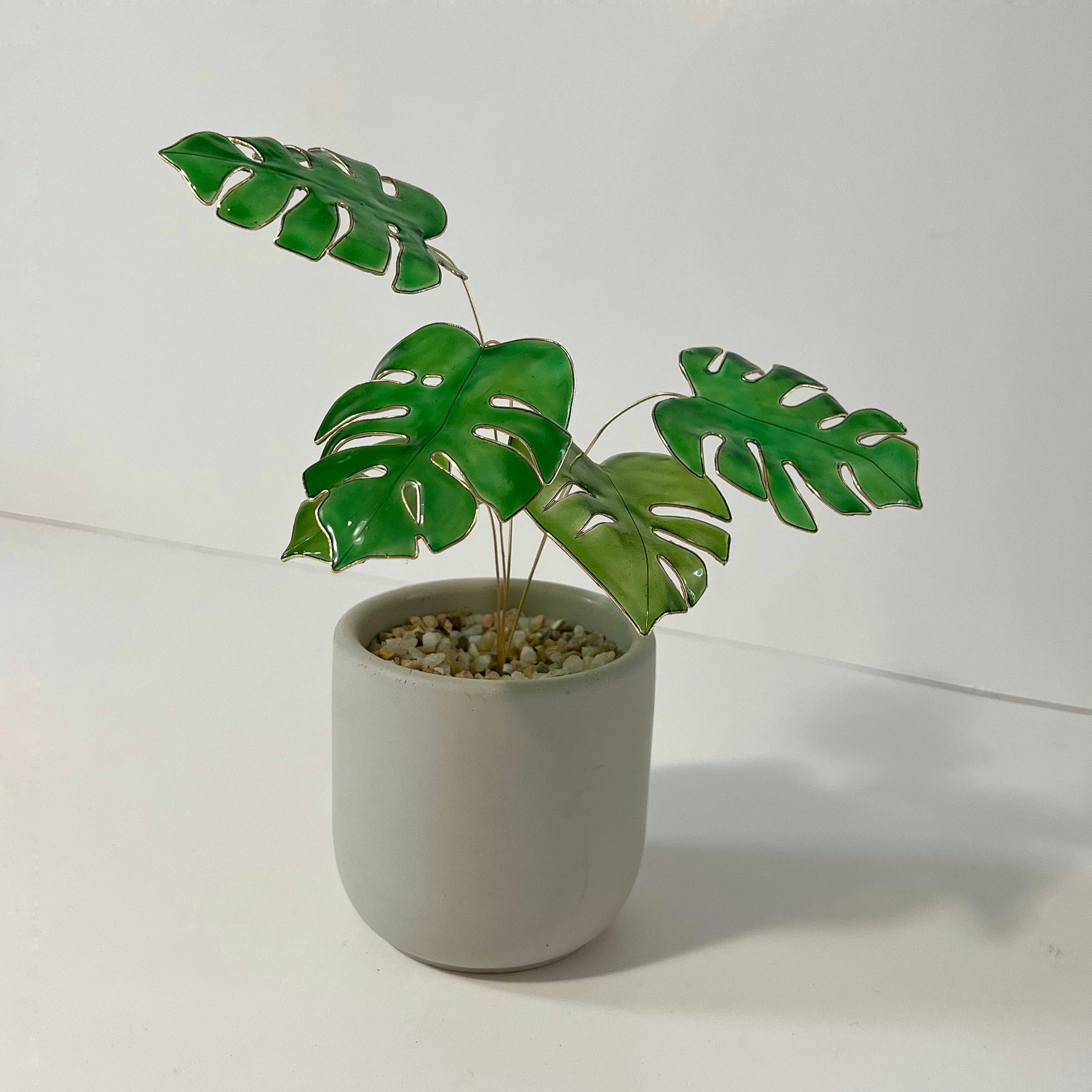 monstera talent birmingham al Monstera Houseplant Set