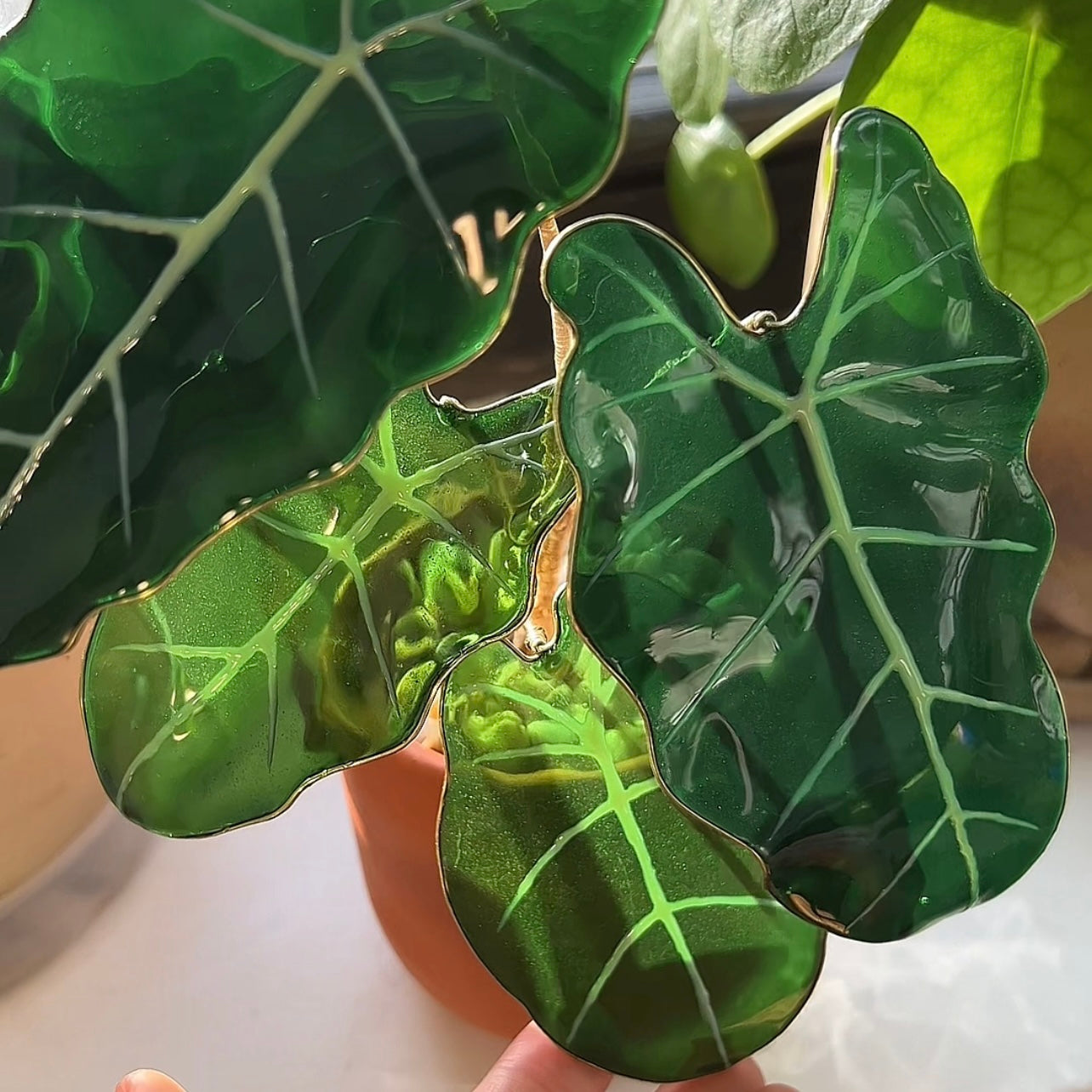 Preorder |Alocasia Frydek Houseplant Set