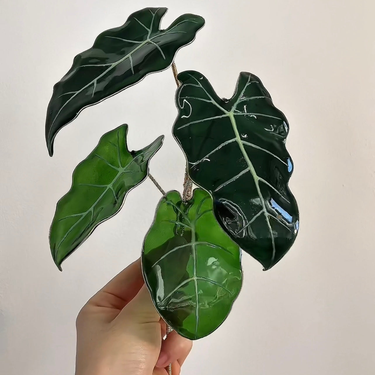 Preorder |Alocasia Frydek Houseplant Set