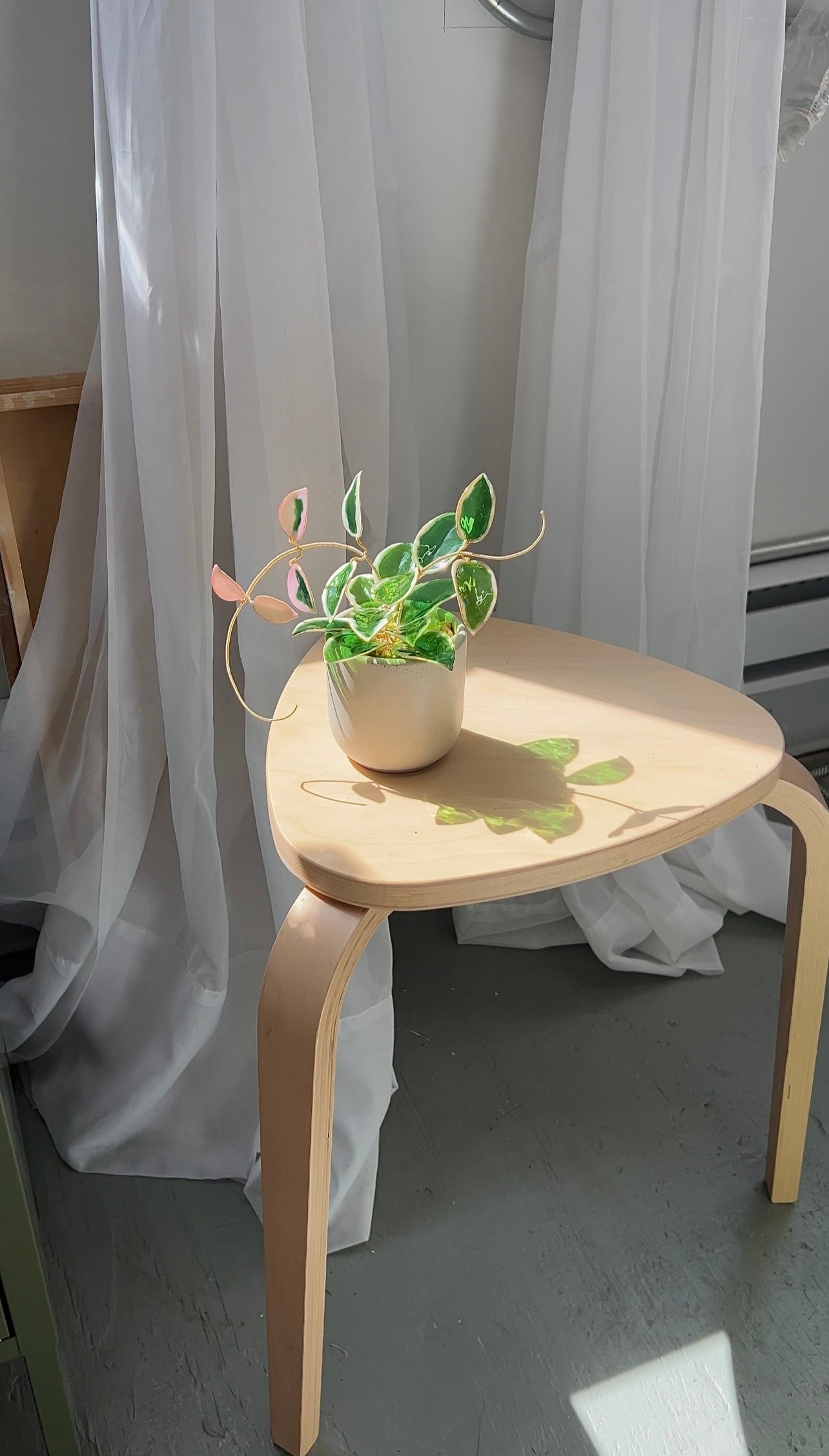 Preorder | Hoya Krimson Queen Houseplant Set (uv reactive)