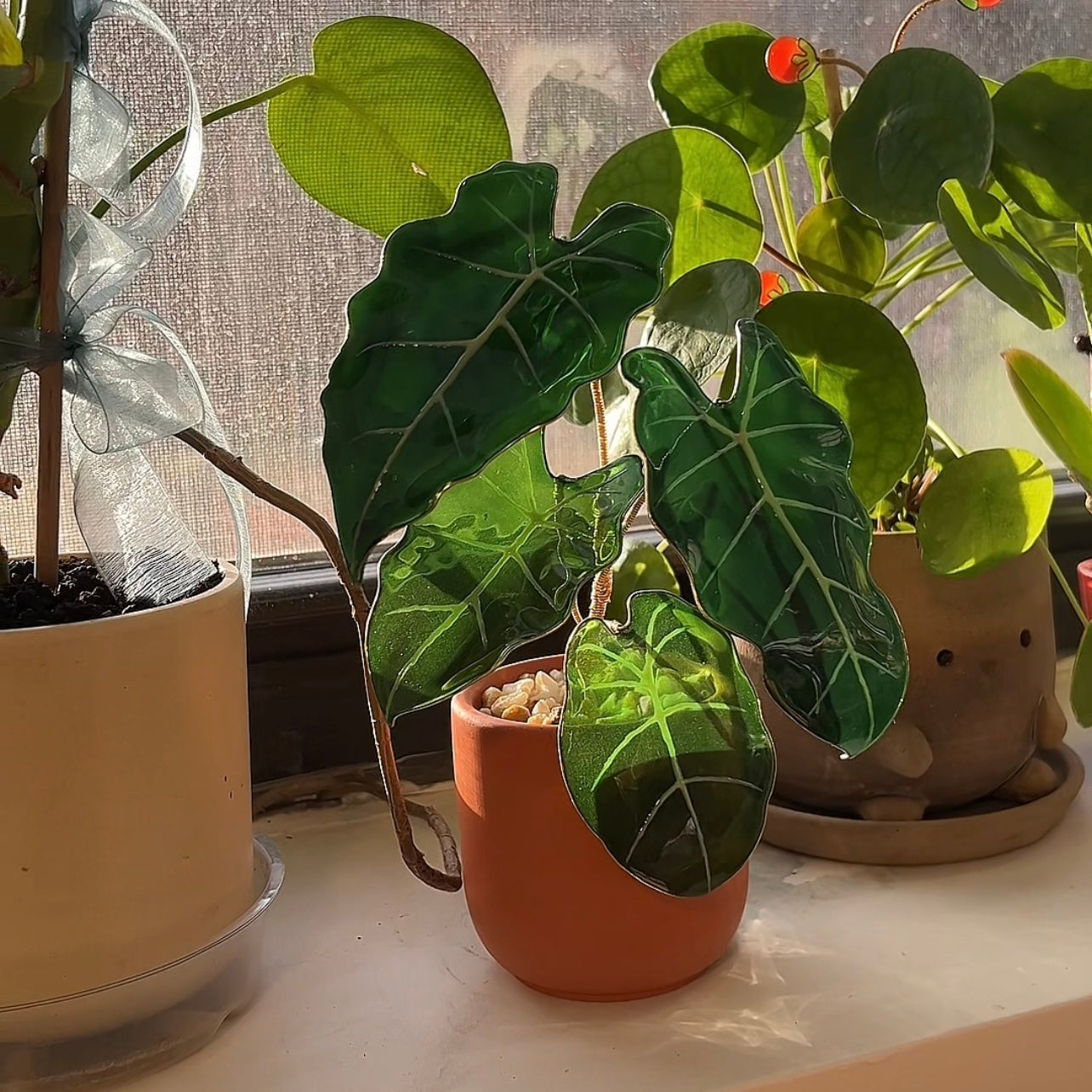 Preorder |Alocasia Frydek Houseplant Set
