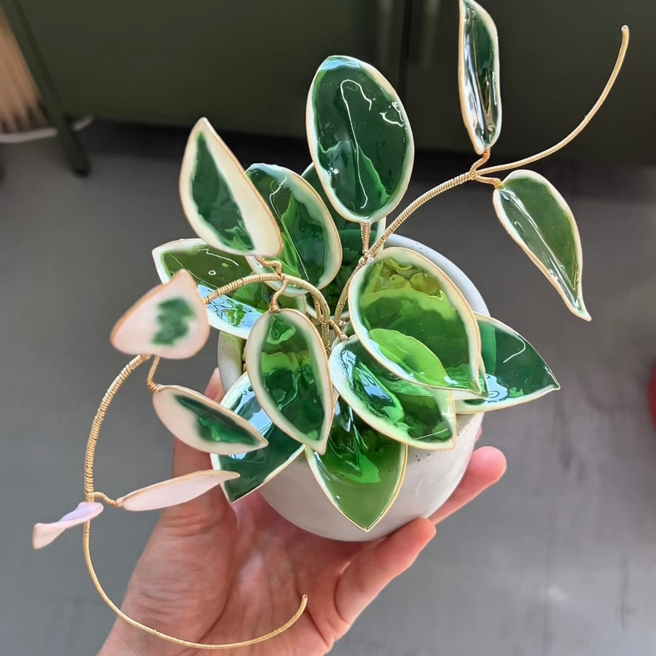 Preorder | Hoya Krimson Queen Houseplant Set (uv reactive)