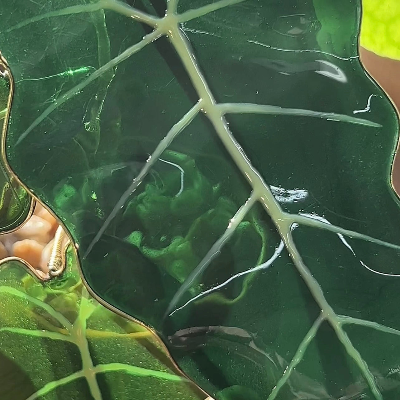 Preorder |Alocasia Frydek Houseplant Set