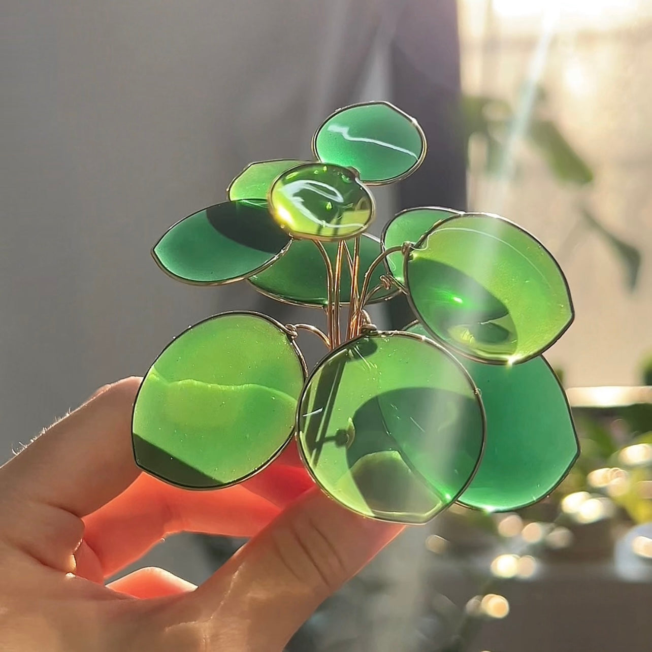 Preorder | Pilea Houseplant Set