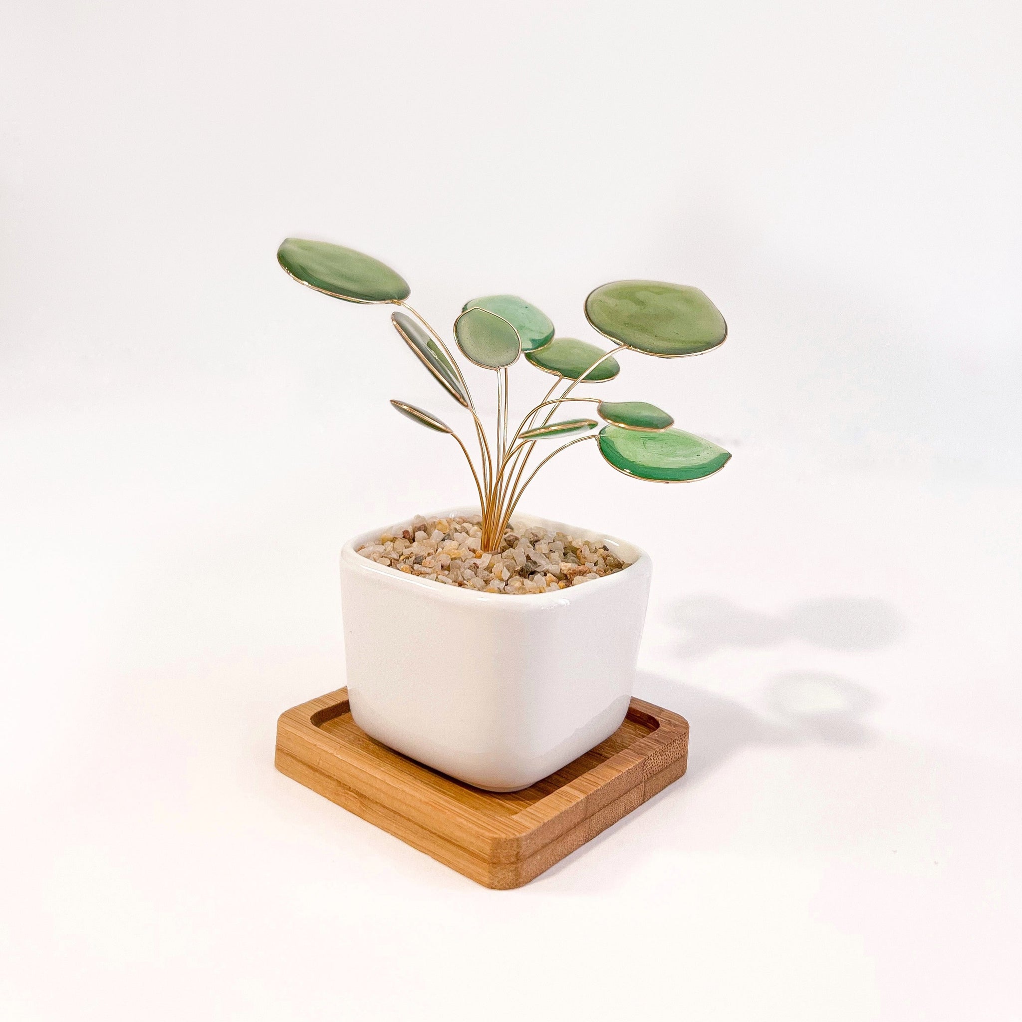 pilea plant pot Pilea Houseplant Set